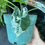 Thumbnail: Variegated frydek 