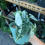 Thumbnail: Variegated frydek 