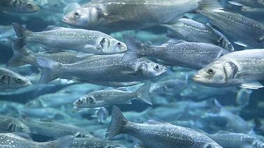 Sea-Bass-Aquaculture-Feed.jpg