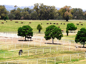 Yirribee Farm