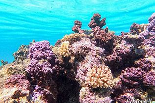 GOPR1381Moorea.jpg