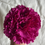 Miniatura: Clavel Buganvilla