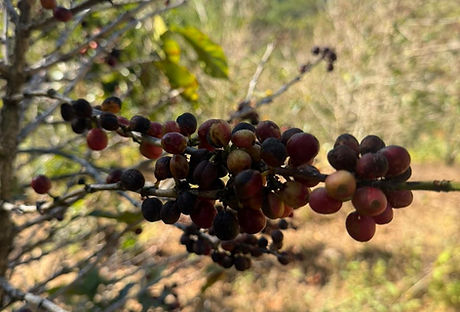 WhatsApp Image 2026-02-09 at 9.20.51 AM.jpeg