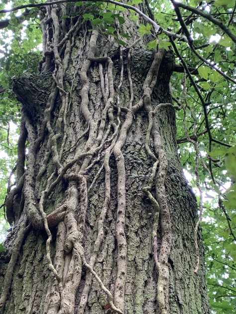 18/07/2020 - Day out in Warwickshire
