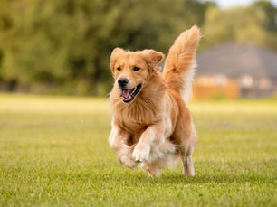 The Hidden Dangers of Ticks for Dogs and Outdoor Pets: What Every Pet Owner Should Know