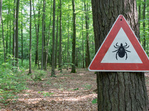 Stay Safe From Ticks: Your Essential Outdoor Guide