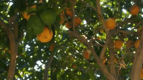 giphy (3).gif
