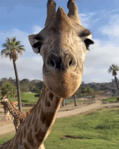 giphy (1).gif
