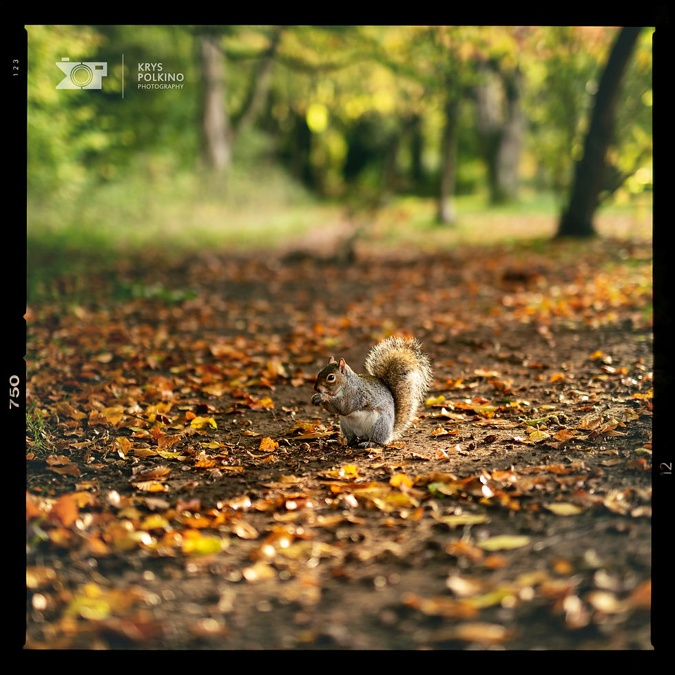 Amazing Autumn colours in Liverpool