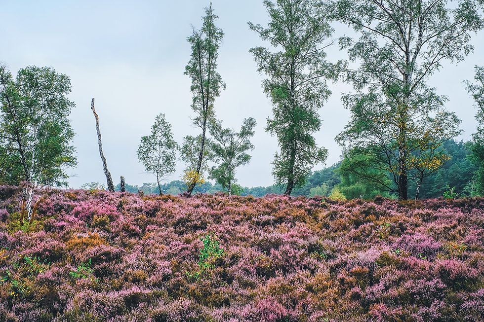 Lila blühende Fischbeker Heide