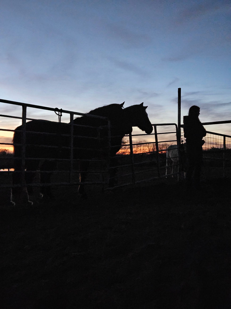 Navigating Guilt in Equine Care: Embracing Growth and Learning