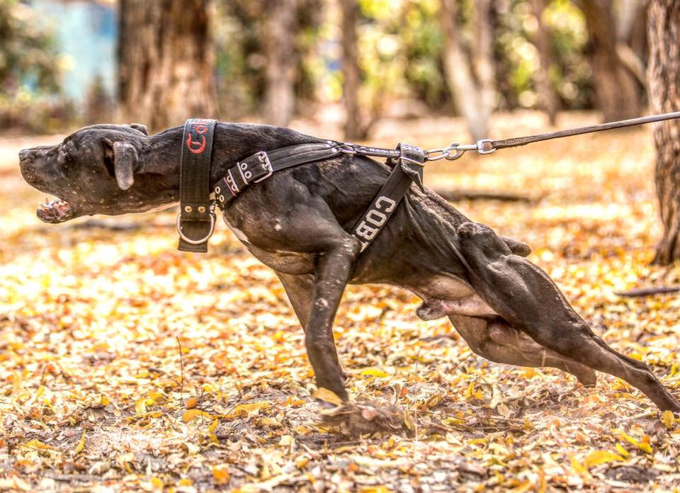 PitBull dog price range. Pit Bull cost. Where to buy American Pit Bull