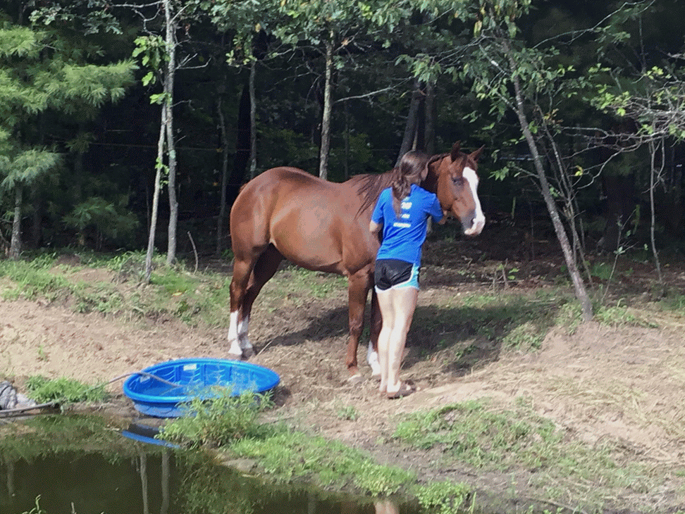 A horse and girl hugging