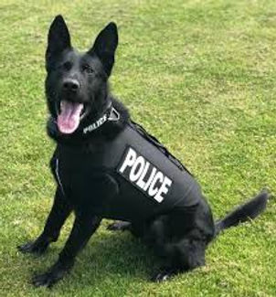 K-9 SIG