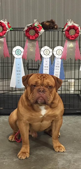 A dog and his achievements