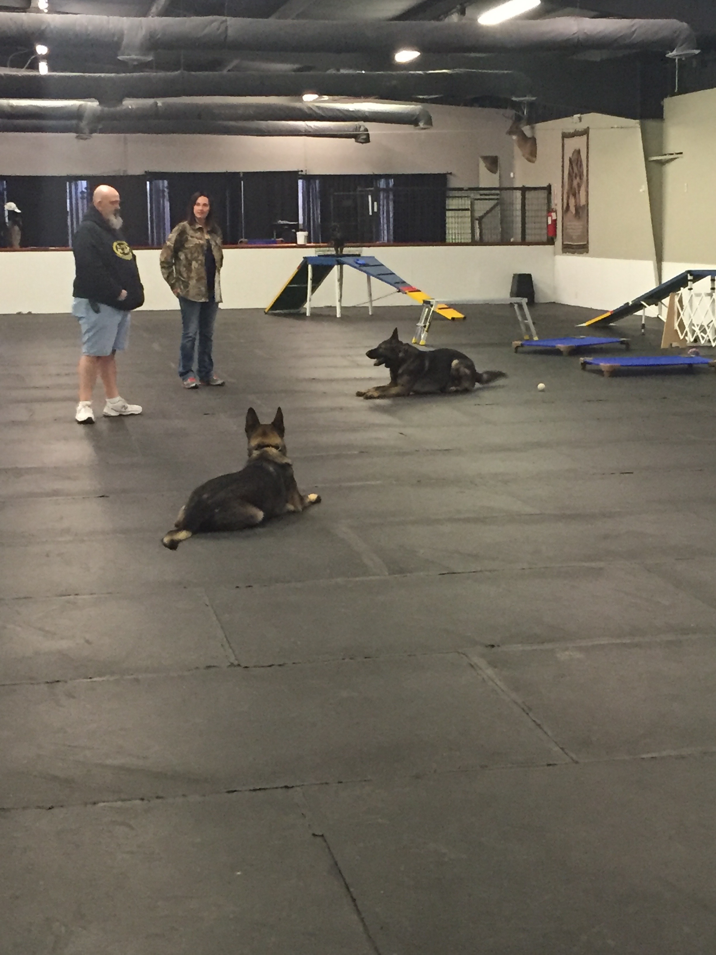 Pappaws Dog Training Center, Marshfield, Obedience