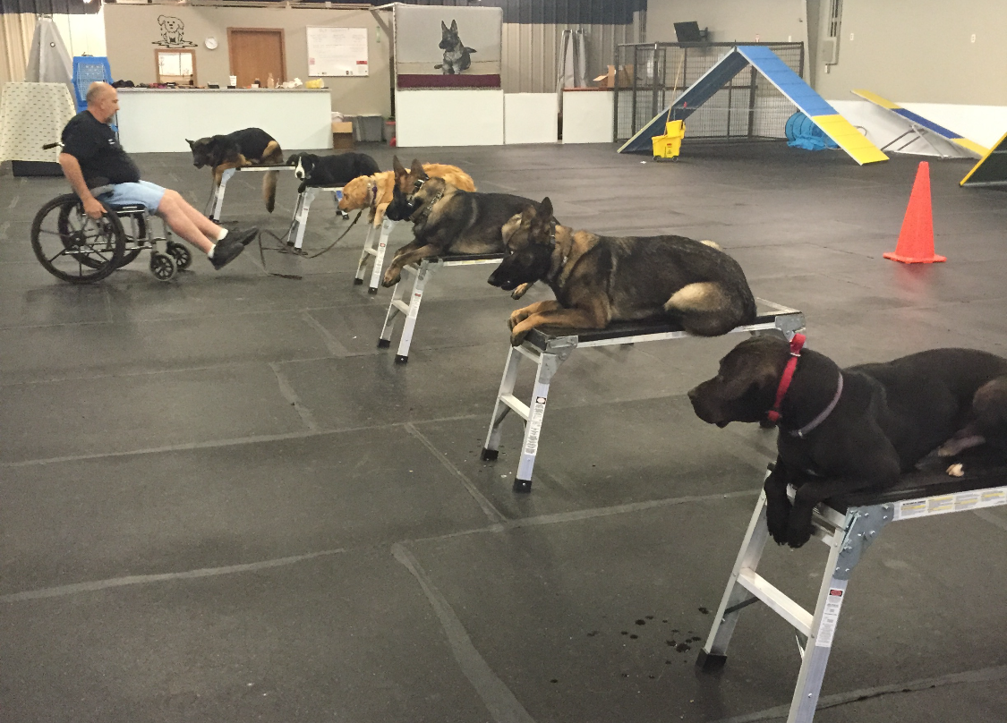 Pappaws Dog Training Center, Marshfield, Obedience
