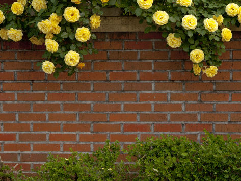 Ce categorii de trandafiri aleg pentru grădina mea
