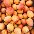 Apricots