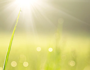 Sunlit Grass Blade_edited.jpg
