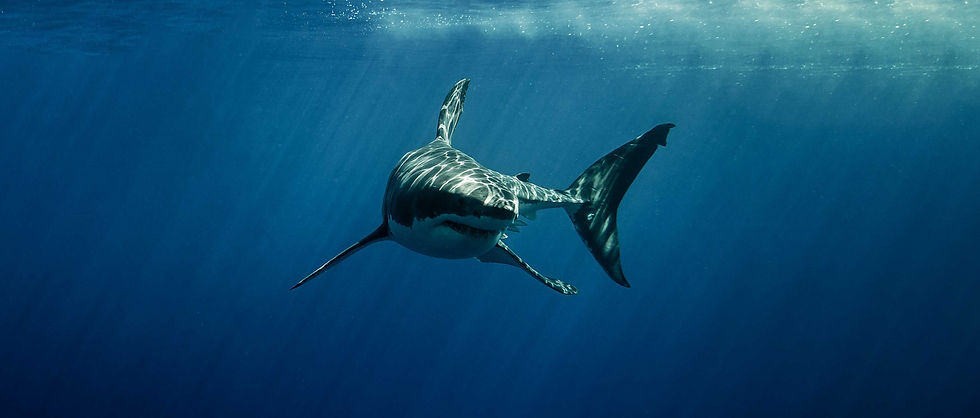 Shark.jpg