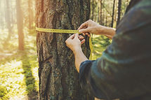 Tree surgeon in Newton Abbot measuring tree trunk diameter
