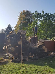 Tree surgeon in Newton Abbot stood on large stump with large felled tree in front