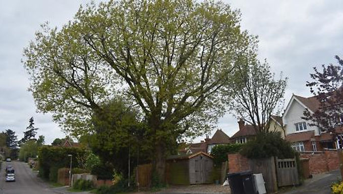 Oak Tree