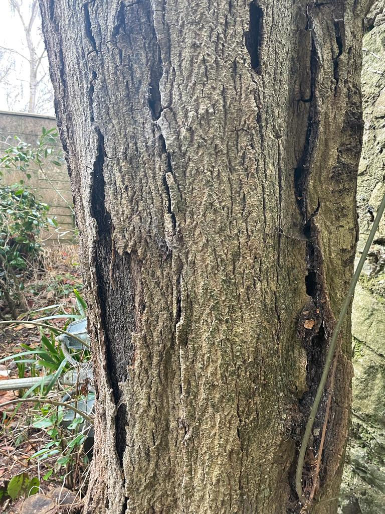 What To Do If You Have Ash Dieback? The Tree Man