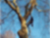 Local Tree surgeon carrying out tree pruning. He is in a tree using rope and harness