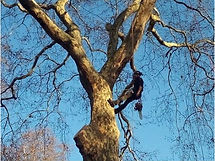 Tree surgeon in Newton Abbot pruning a tree