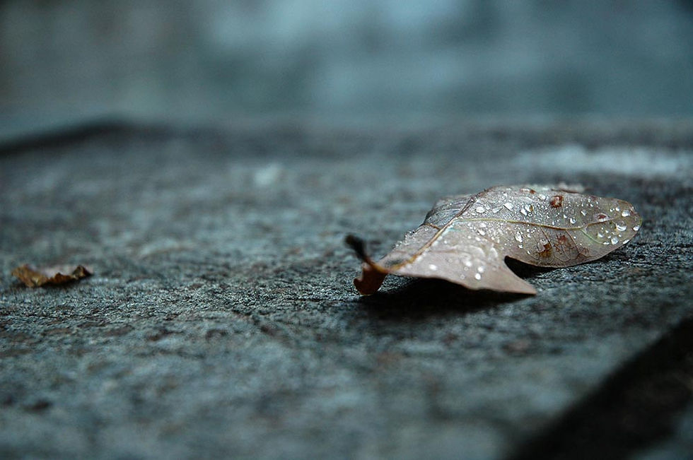 Leaf Dew
