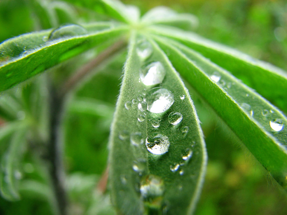 Water Drops