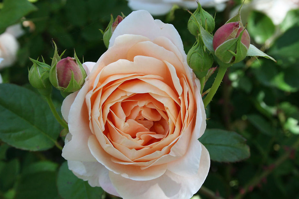 Rose