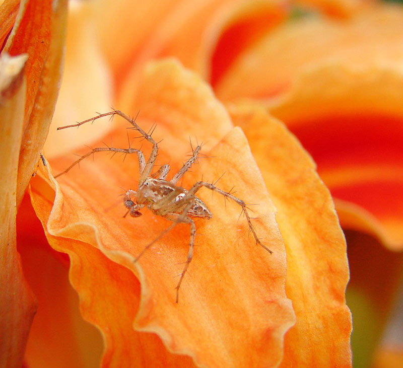 Spider