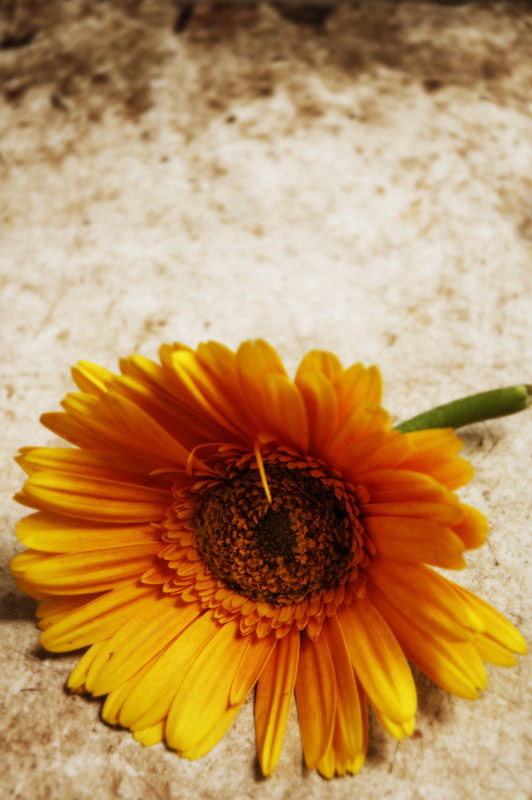 Chrysanthemum