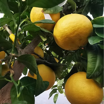 Bergamote - Fantastico