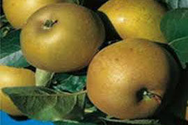 pommes reinette grise du canada