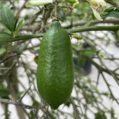 citrus plant Grow Your Own Lemon Tree at Home! | Citrus limon