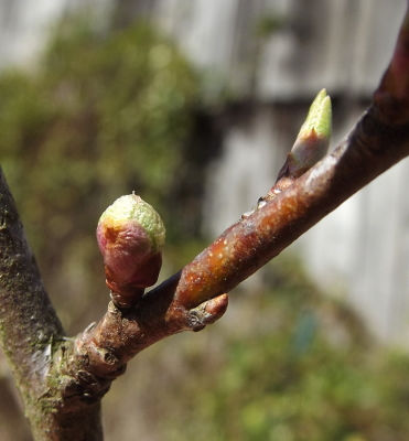 Différence entre bourgeon à bois et bourgeon à fleur