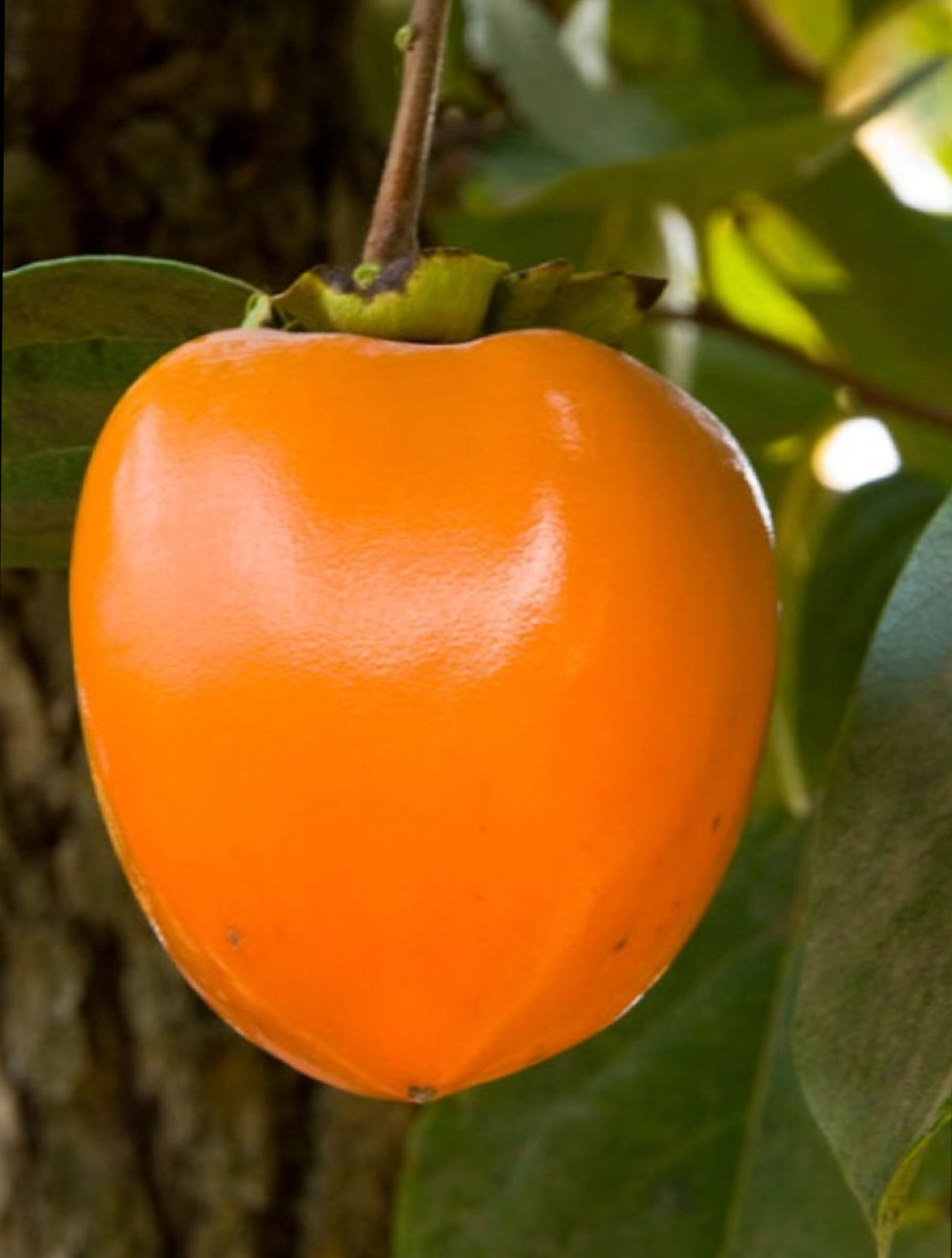 Kaki - Vanillia ou Vaniglia