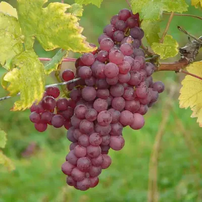 Raisin de Table Ruby Seedless