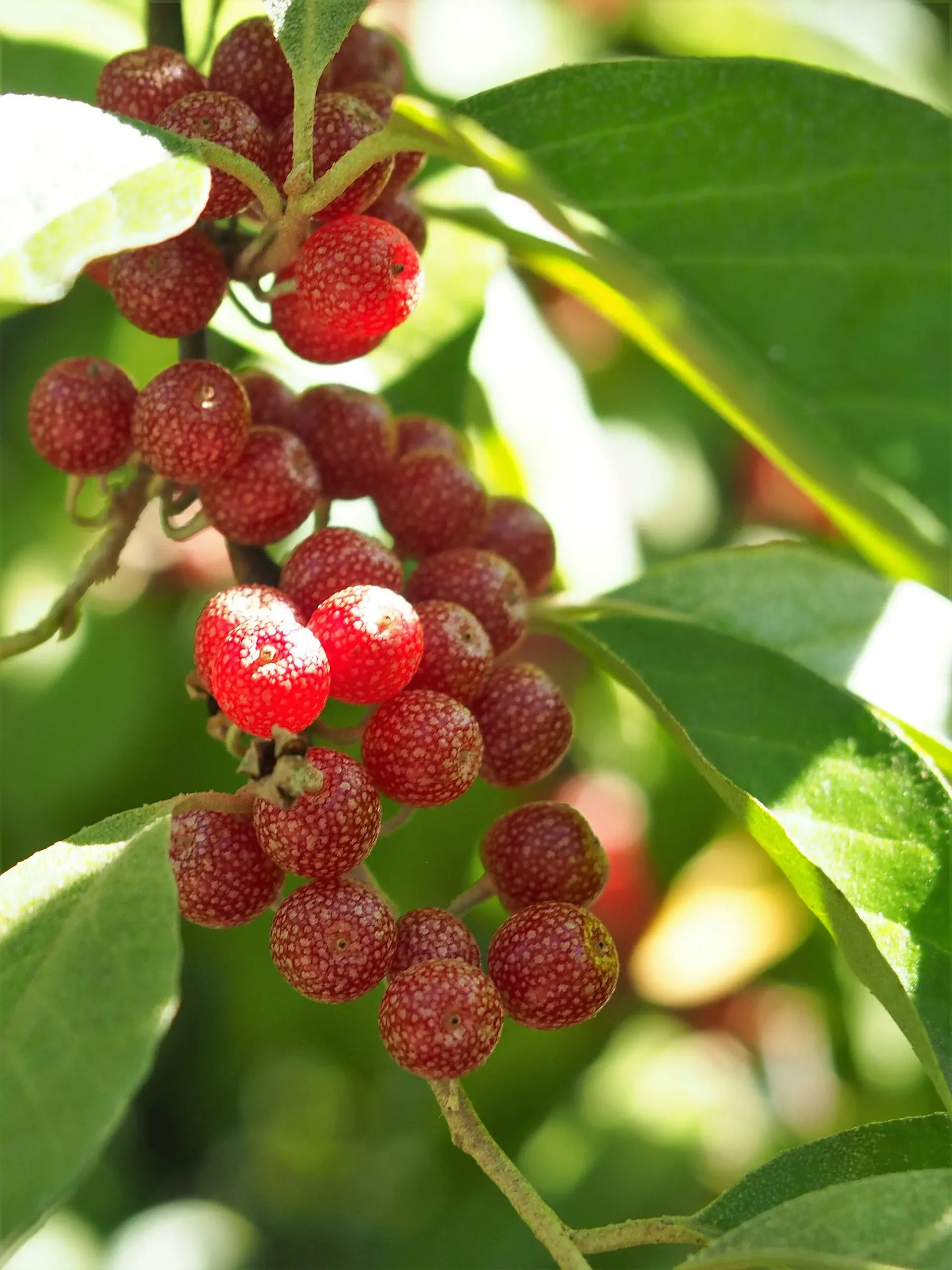 Chalef d'automne - Elaeagnus umbellata