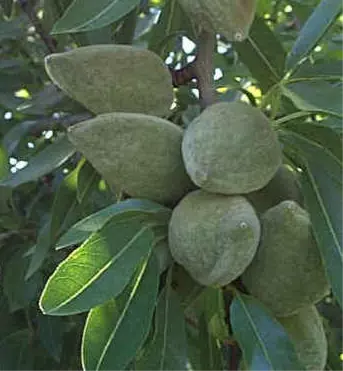 Amandier Sultane