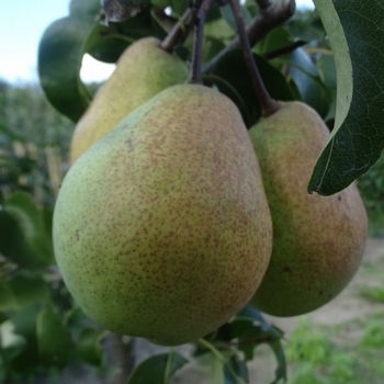 Poirier - Merveille de Sisteron