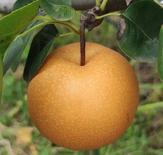 nashi kimizuka wase a maturité sur l'arbre