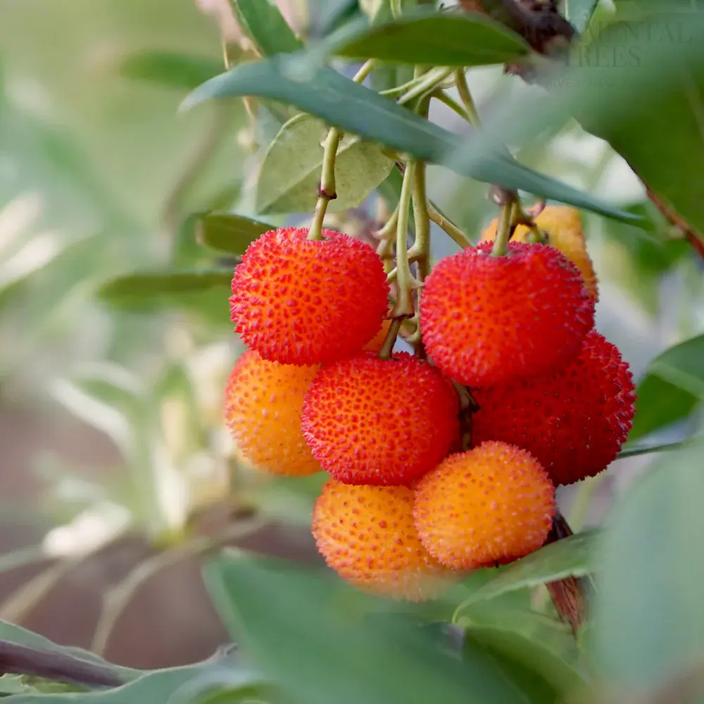 Arbousier - Arbutus Unedo