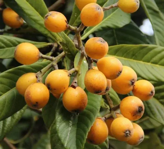néfles algar à maturité sur l'arbre