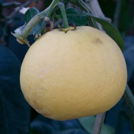 pomelo valentine a maturité sur l'arbre