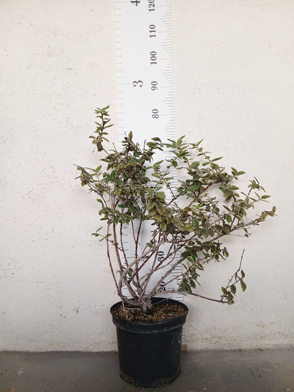 Miniature : Baie de Mai - Dolce Vita